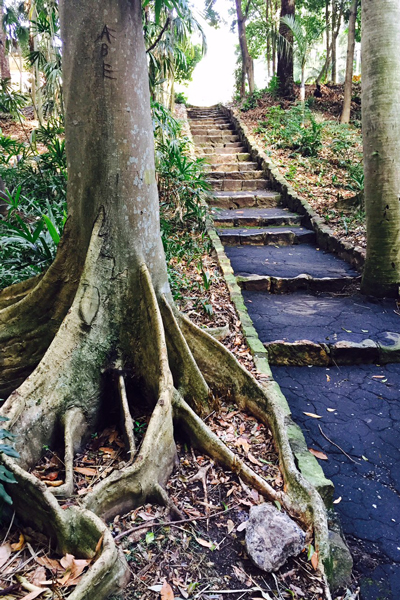 Brisbane City Botanic Gardens