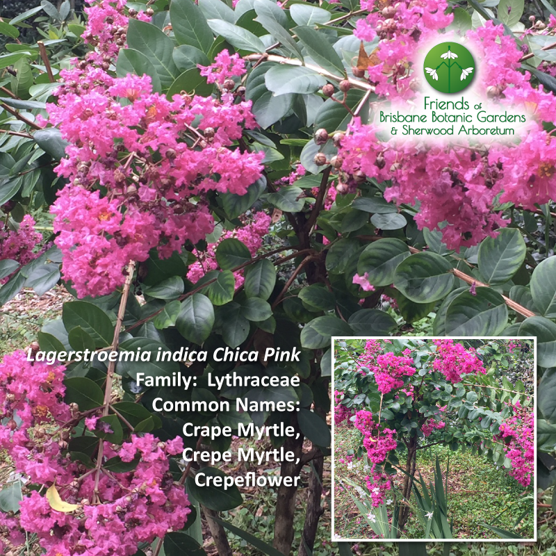 Lagerstroemia indica Chica Pink