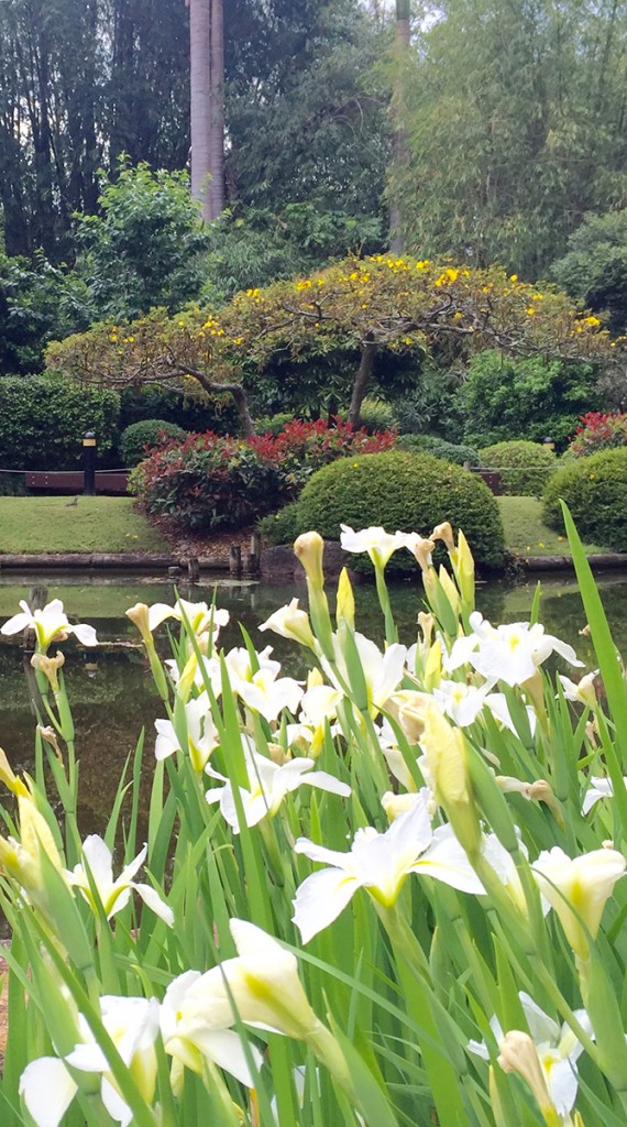 Brisbane Botanic Gardens Mount Coot Tha - Japanese Gardens