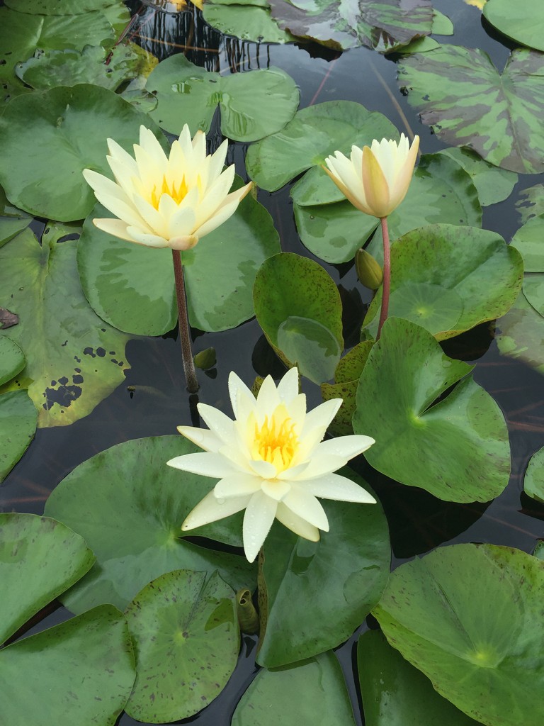 Brisbane Botanic Gardens Mount Coot Tha - WaterLily