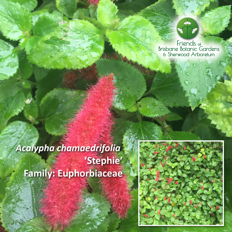 Acalypha chamaedrifolia