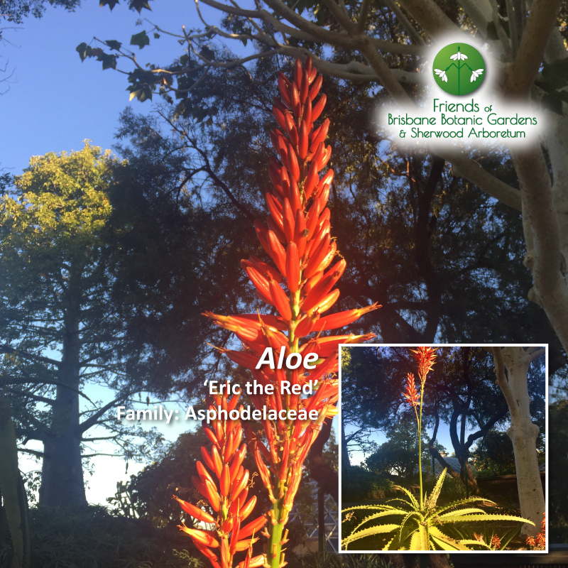Aloe 'Eric the Red'