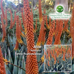 Aloe 'Petricola'