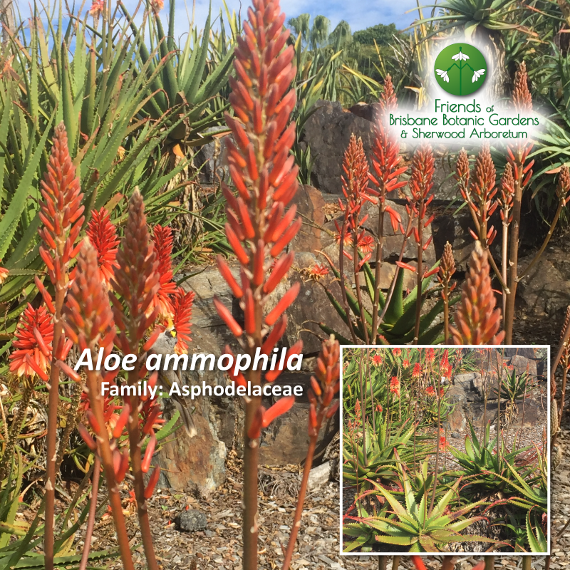 Aloe ammophila