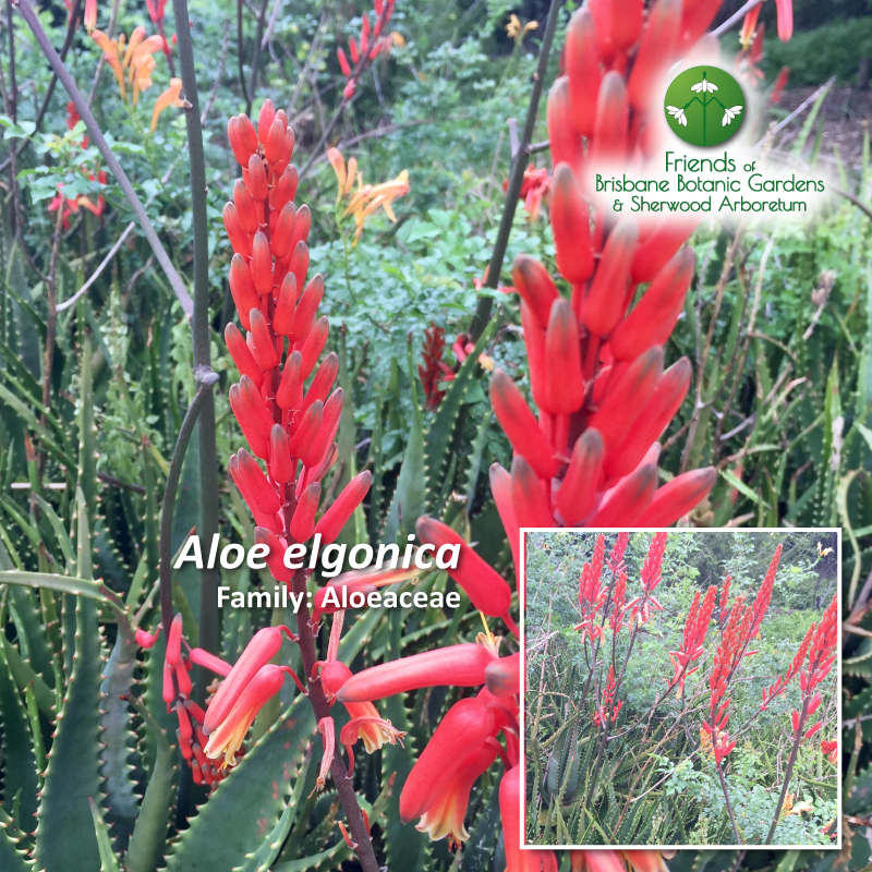 Aloe elgonica