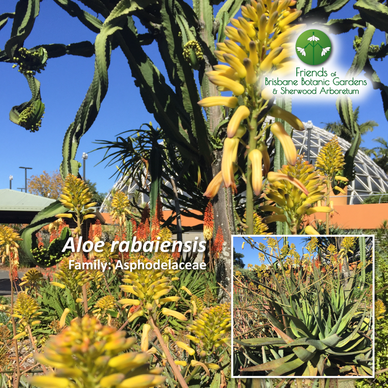 Aloe rabaiensis