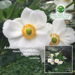 Anemone hupehensis