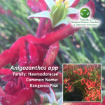 Anigozanthos app