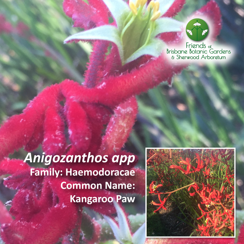 Anigozanthos app