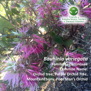 bauhinia variegata