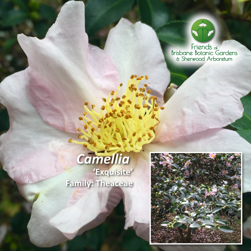 Camellia Exquisite