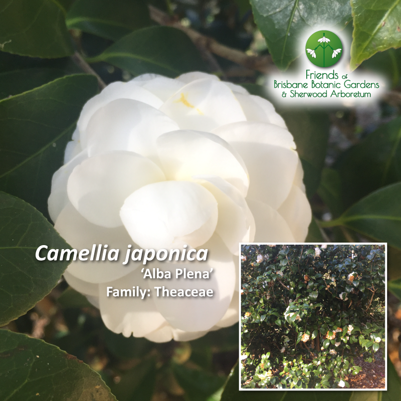 Camellia japonica Alba Plena