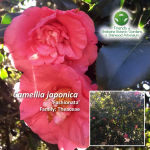 Camellia japonica Fashionata
