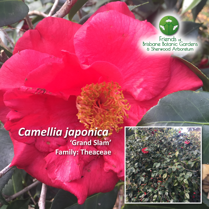 Camellia japonica Grand Slam