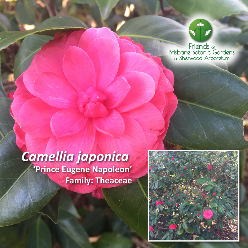 Camellia japonica Prince Eugene Napoleon