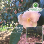 Camellia japonica Rosaflora