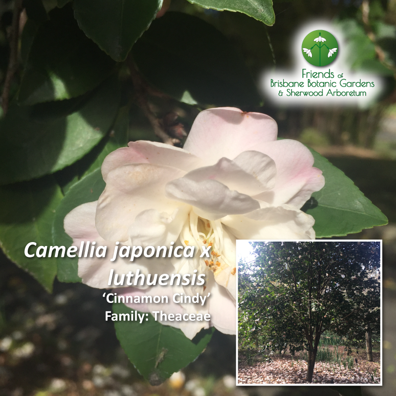 Camellia japonica x luthuensis Cinnamon Cindy