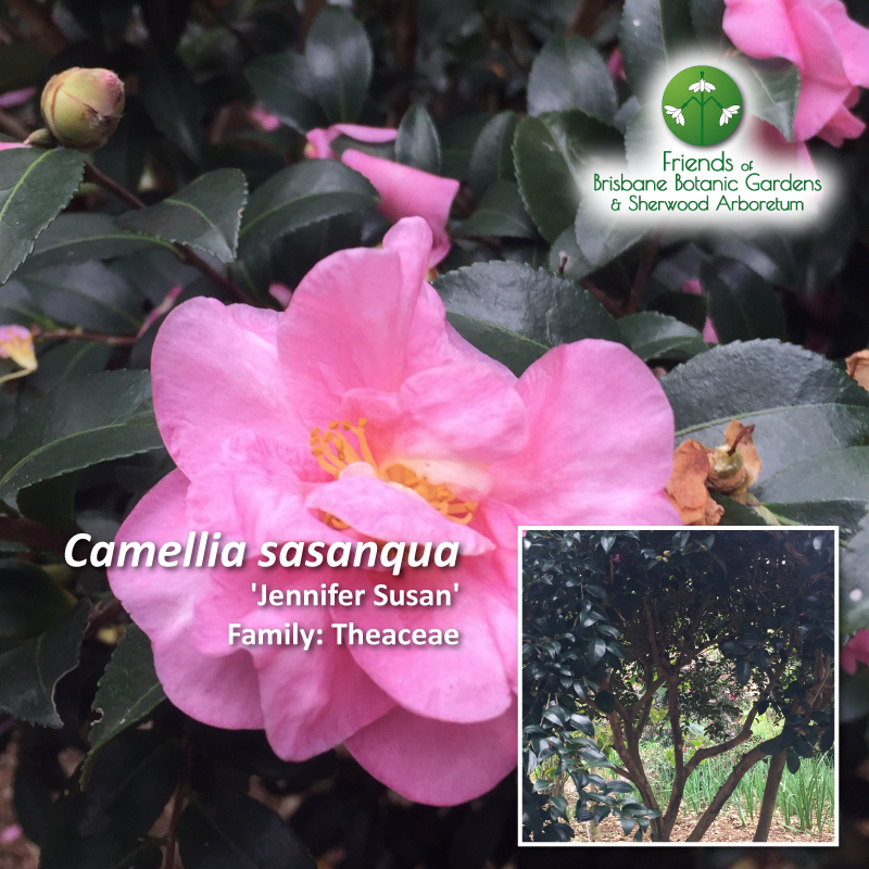Camellia sasanqua Jennifer-Susan