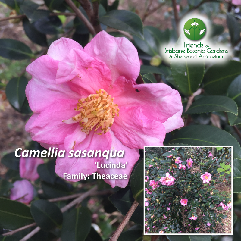 Camellia sasanqua Lucinda