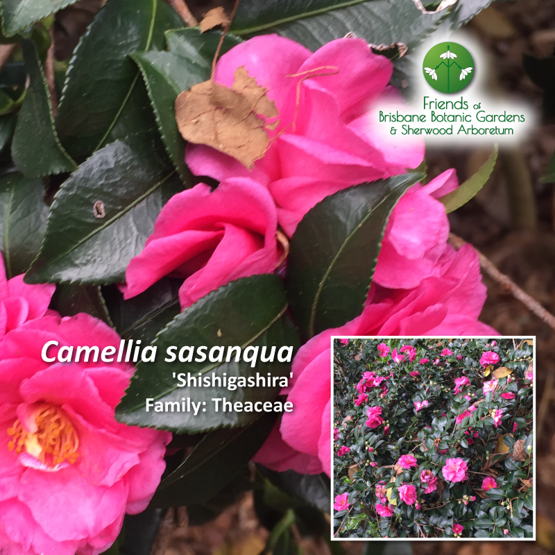 Camellia sasanqua Shishigashira