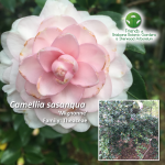 Camellia sasanqua mignonne