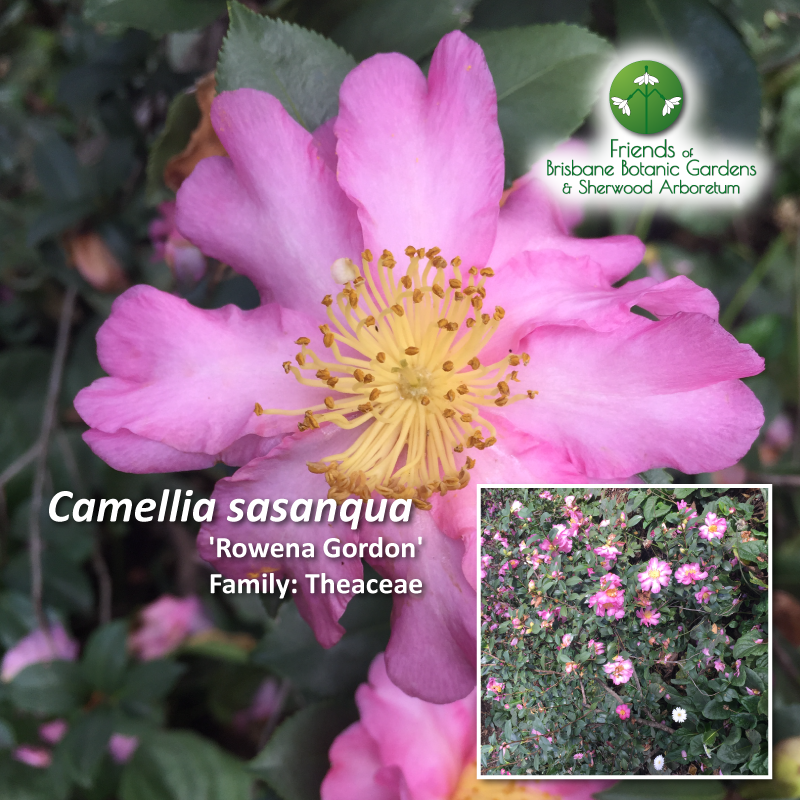 Camellia Rowena Gordon
