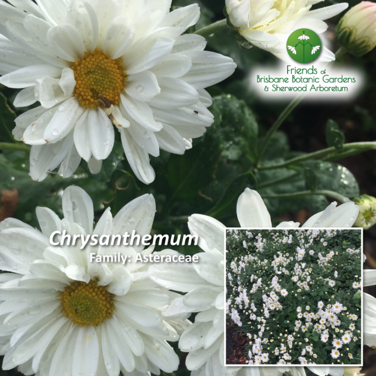 What’s Flowering in Brisbane’s Botanic Gardens May FBBGSA