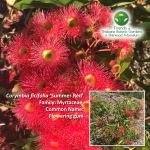 Corymbia ficifolia 'Summer-Red'