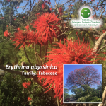 Erythrina Abyssinica