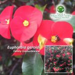 Euphorbia geroldi