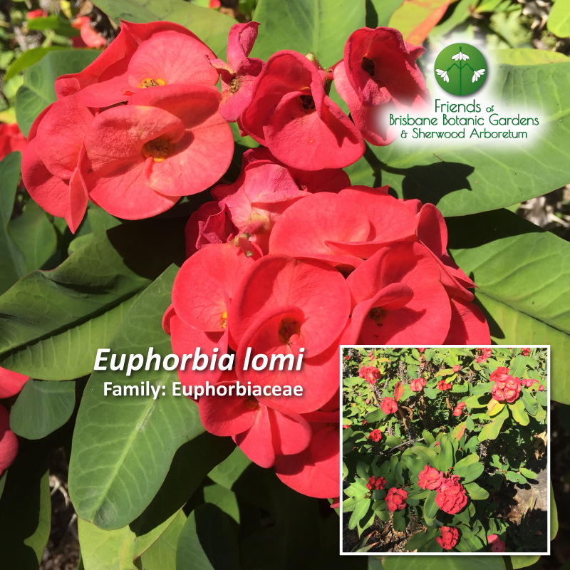 Euphorbia lomi