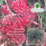Grevillea - Droopy Drawers