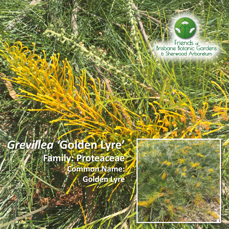 Grevillea 'Golden-Lyre'
