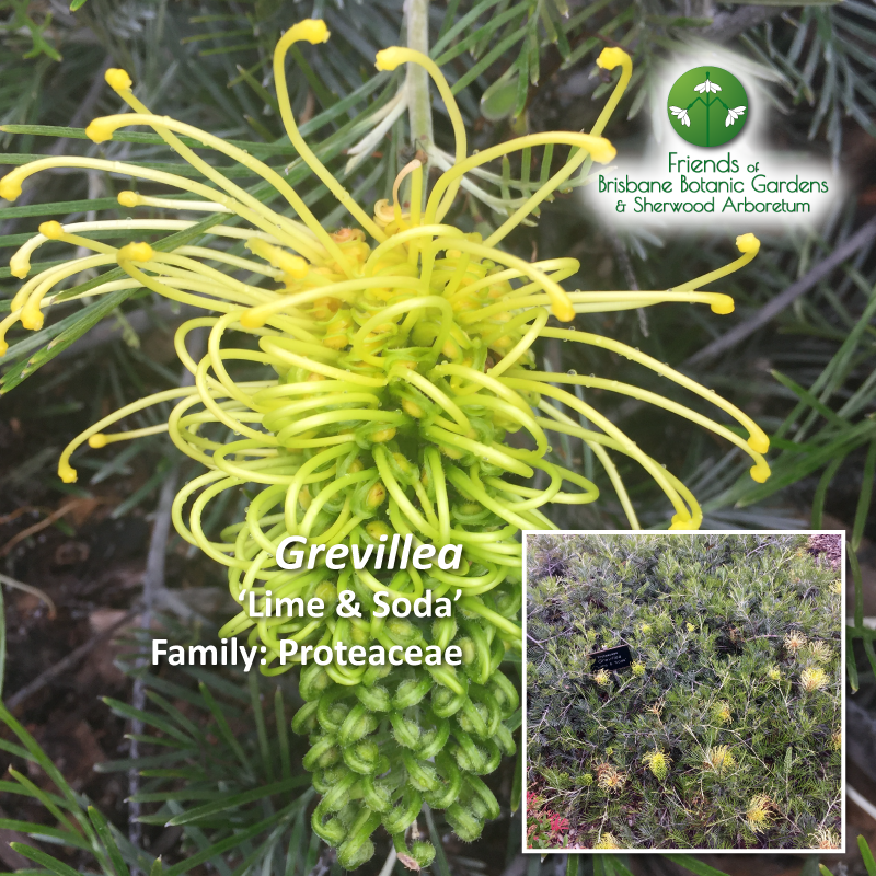 Grevillea - Lime and Soda