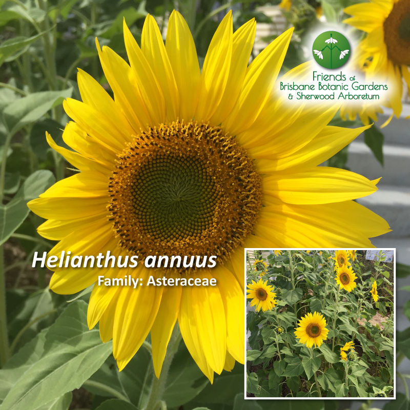 Helianthus annuus