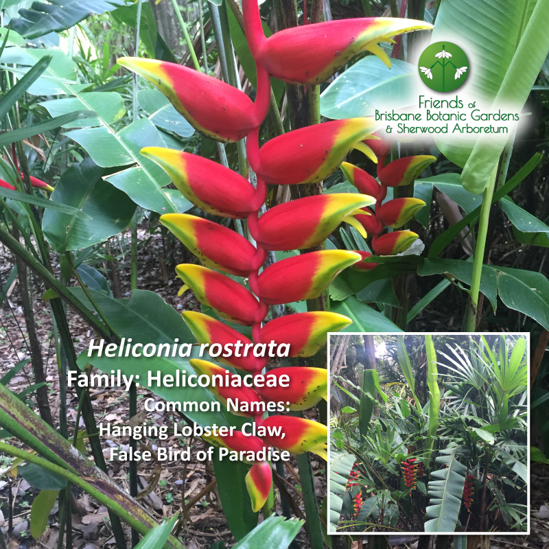 Heliconia rostrata Brisbane Botanic Gardens