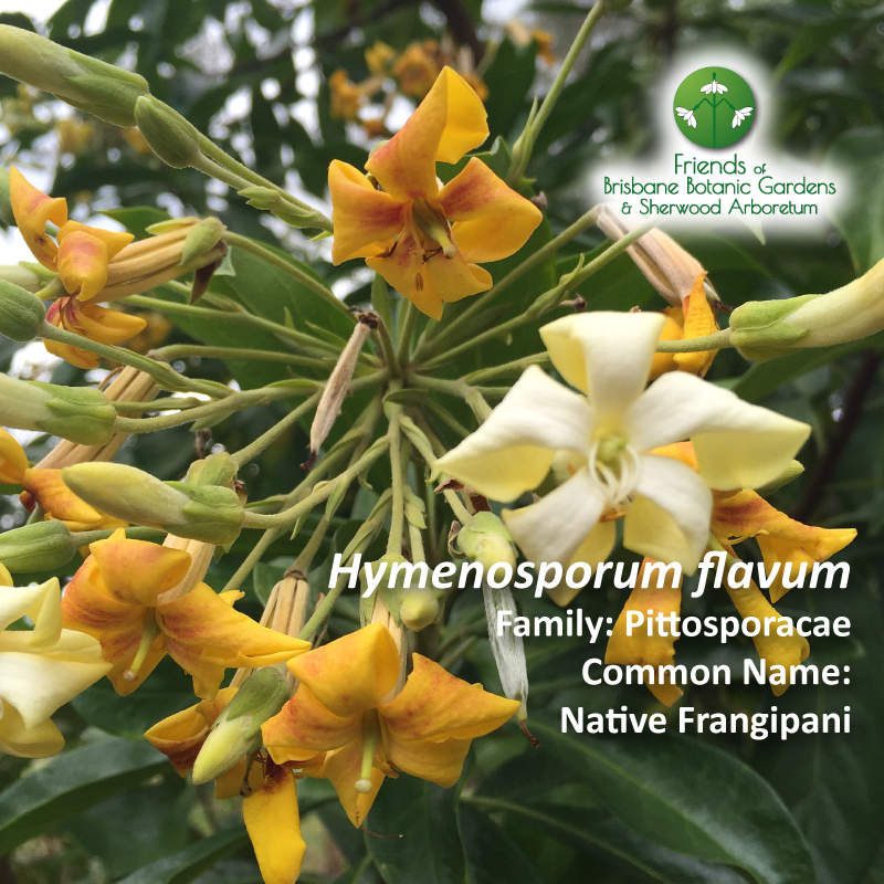 Hymenosporum flavum