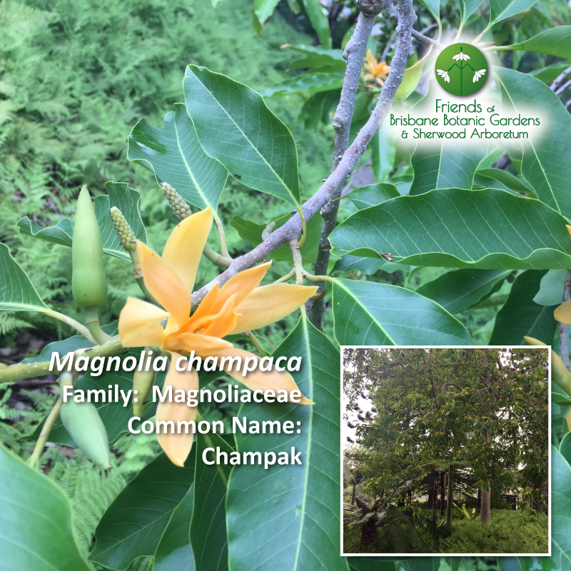 Magnolia champaca Brisbane Botanic Gardens