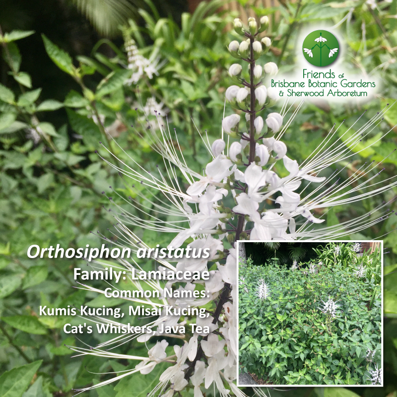 Orthosiphon aristatus Brisbane Botanic Gardens