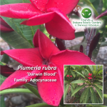 Plumeria rubra - Darwin Blood