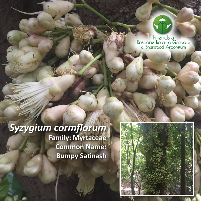 Syzygium cormflorum