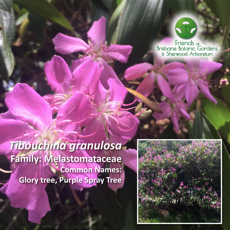 Tibouchina granulosa Brisbane Botanic Gardens