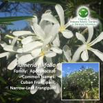 Plumeria filifolia