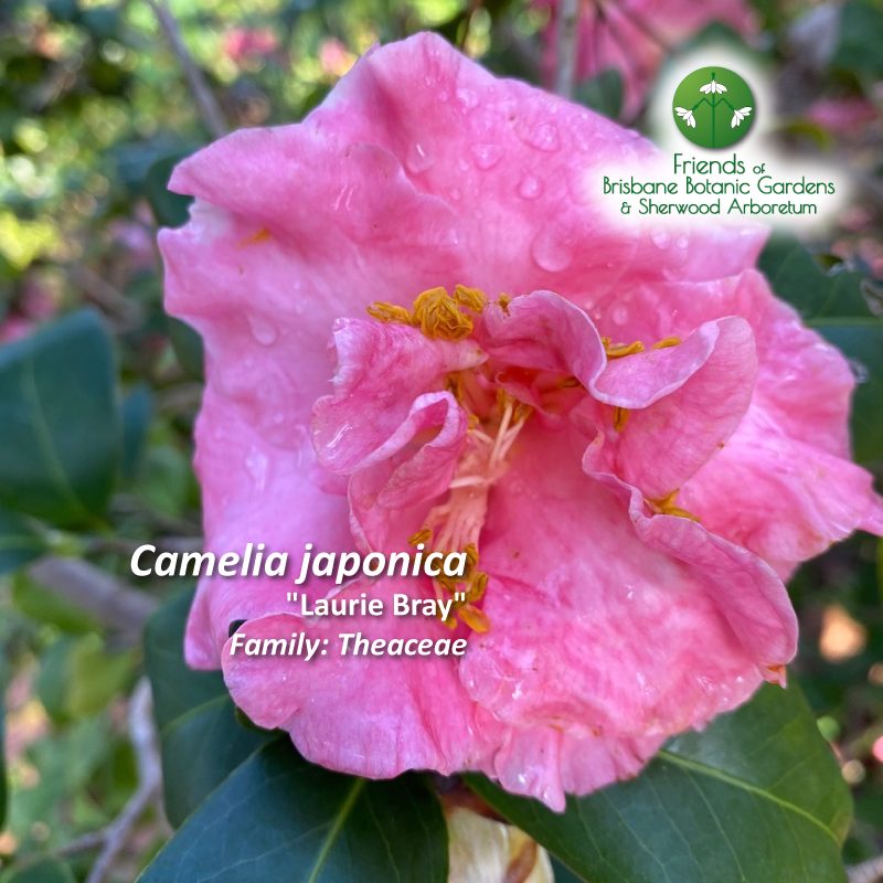 Camelia japonica "Laurie Bray"