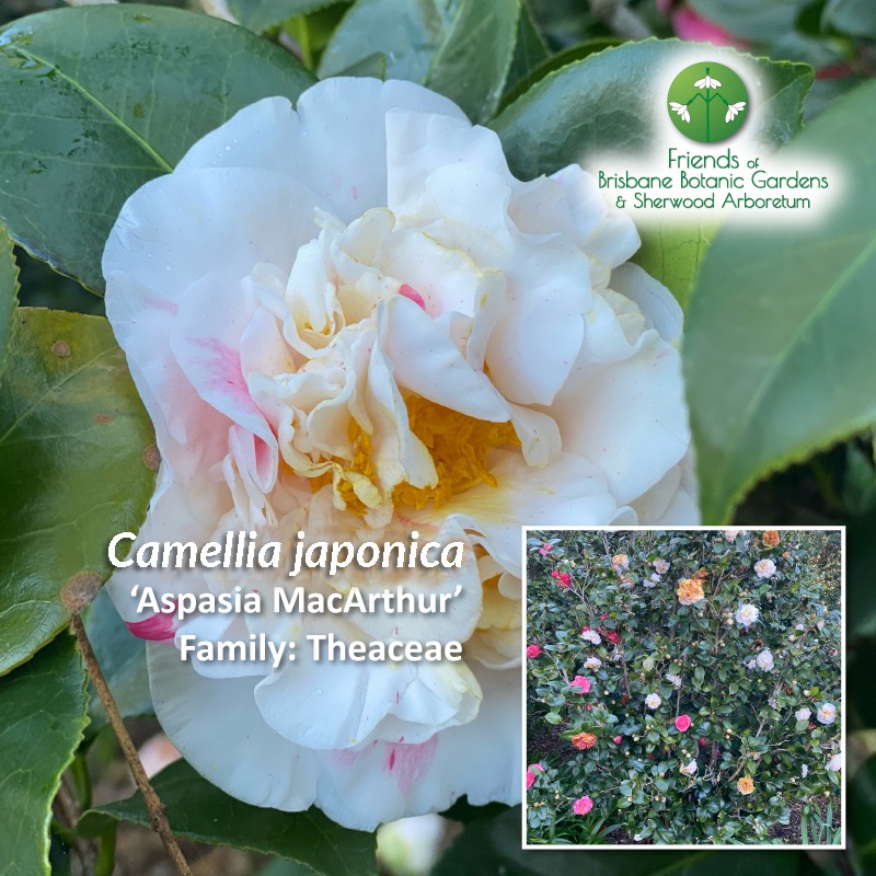 Camellia japonica ‘Aspasia MacArthur’