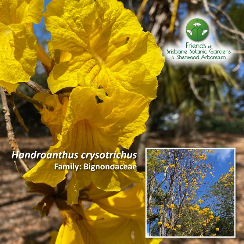 Handroanthus crysotrichus