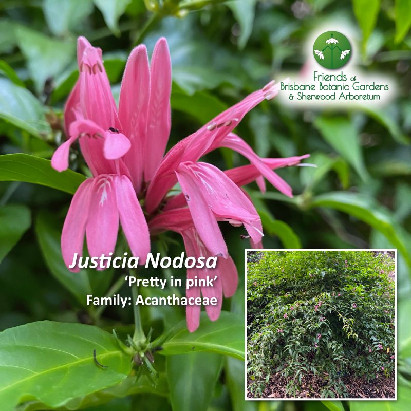Justicia Nodosa 'Pretty in pink'