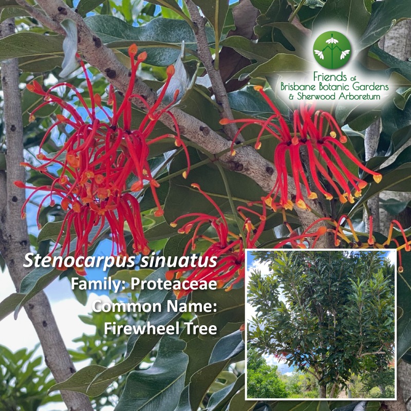 Stenocarpus sinuatus Photo: Mary Jo Katter