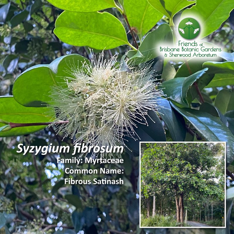 Syzygium fibrosum