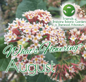 What’s Flowering in Brisbane’s Botanic Gardens – August